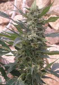 Semilla Purple Haze feminizada en exterior