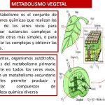 Metabolismo vegetal y Terpenos