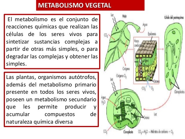 Importancia Del Metabolismo