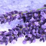 Flores de lavanda