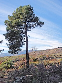 Cogollo del cedro