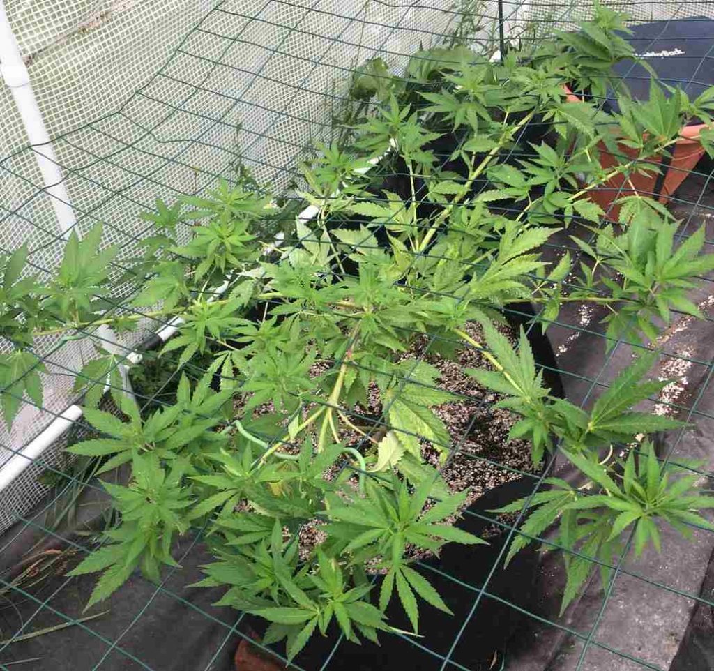 Las 6 Mejores Podas Para La Marihuana | Blog De Marihuana El Cogollo