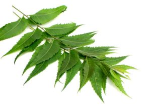 Hojas del arbol de Neem