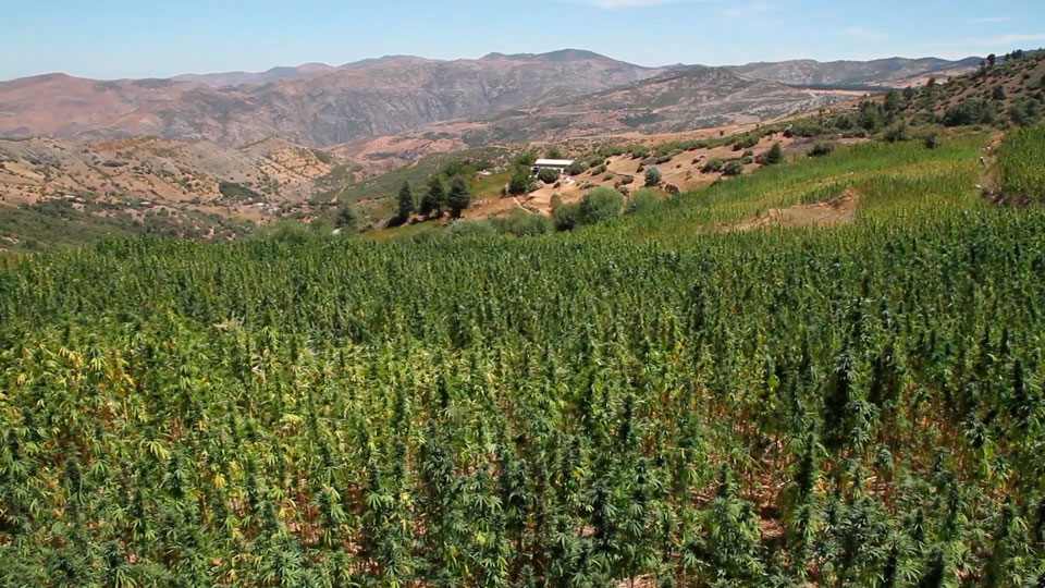 Campos de cultivo de Kif en Marruecos